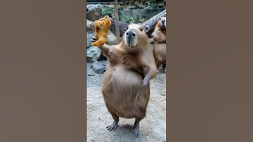 Oh My God😰Wait for End😂When capybara sings like human😳 #animals #ai #funny #chicken