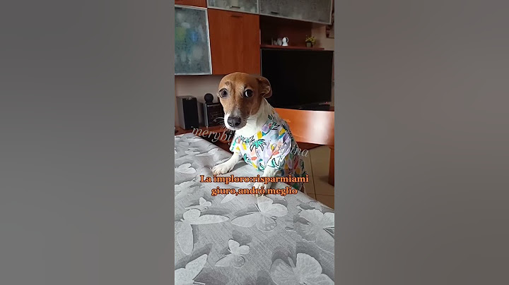 La pagella📄😂 #jackrussell #comedy #merybijouesciarpina #pagelle