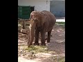 Elephant at kankaria zoo amdavad gujarat