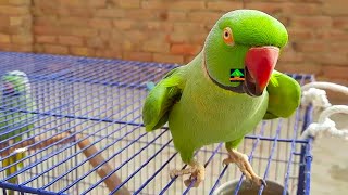 Lovely Ringneck Talking Parrot Speaking On Cage