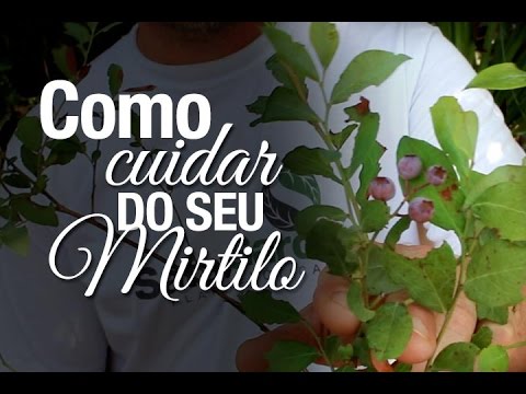 Vídeo: Informações de mirtilo - Aprenda a cultivar mirtilos em casa