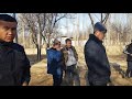 Гиссарские бараны Кыргызстана. Баткен. Анвар Рустемов +77017224679(ватцап)