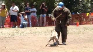 French Ring Trial July 09 -Brevet - Face Attack