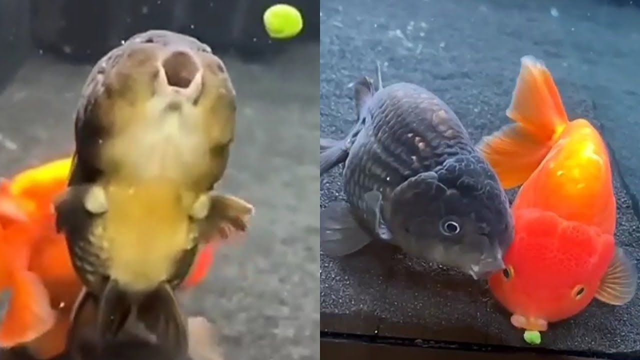 Where's the Pea? Now this is GOLD(fish) 🐠 | Credits - Luke's Goldies.