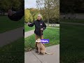 How to greet another dog