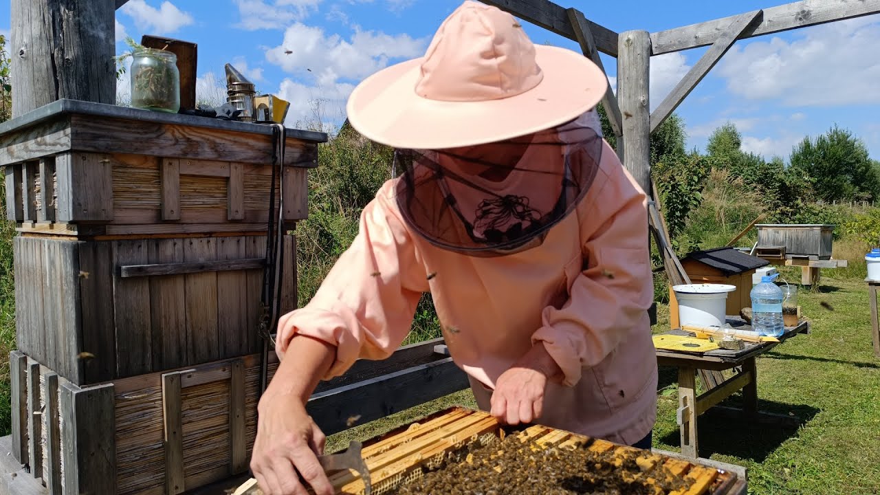 Podkładanie matki pszczelej do rodziny bezmatecznej 😊