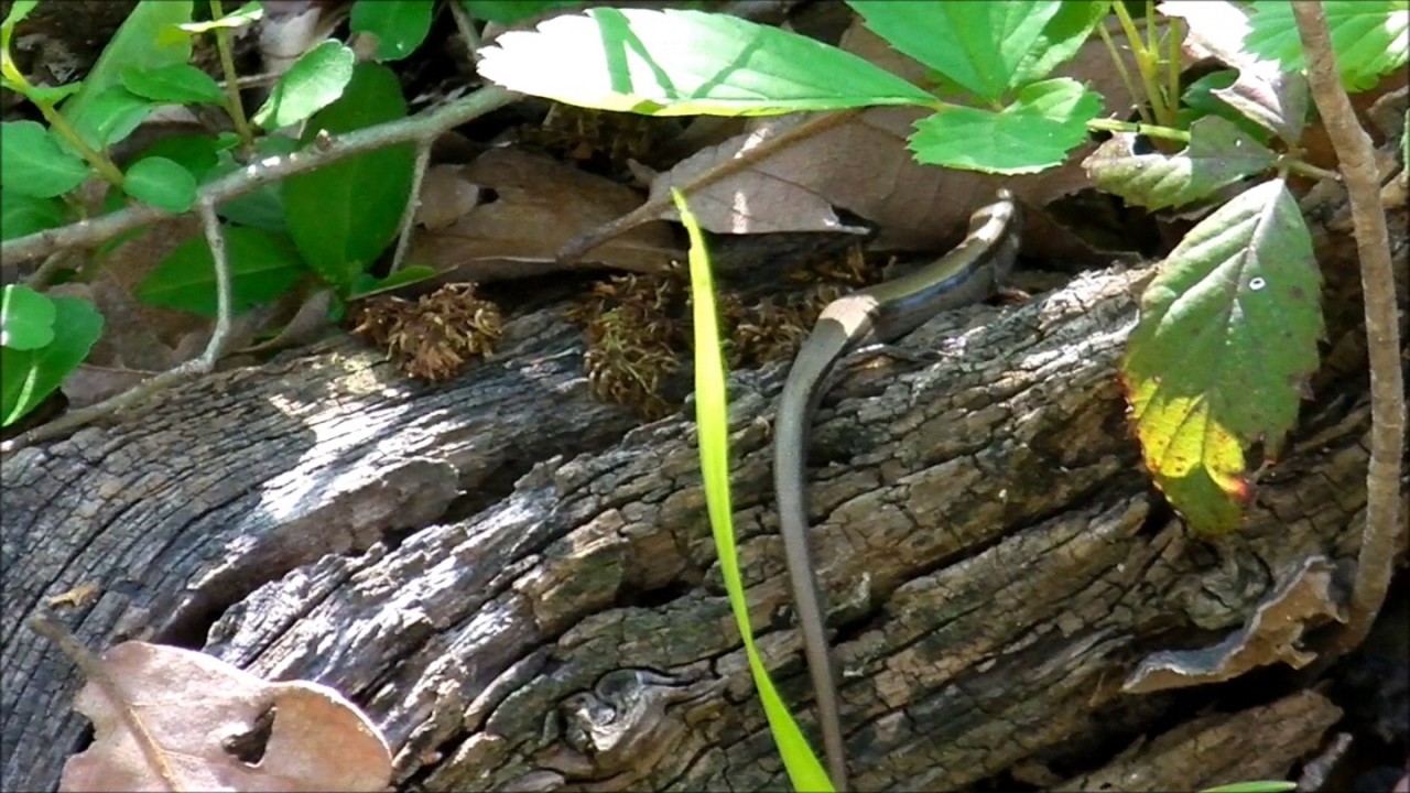 pyle casa Ground skink hunting and eating