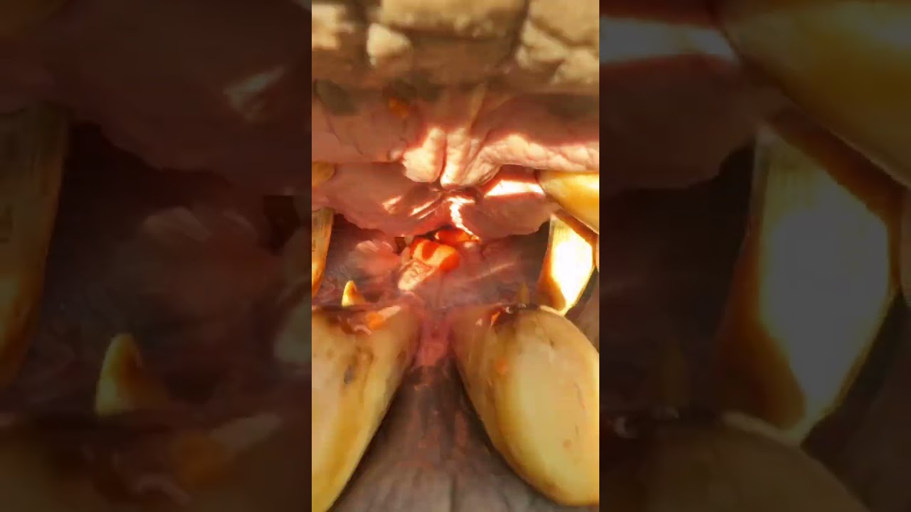 Hippo eating carrot 🥕🦛