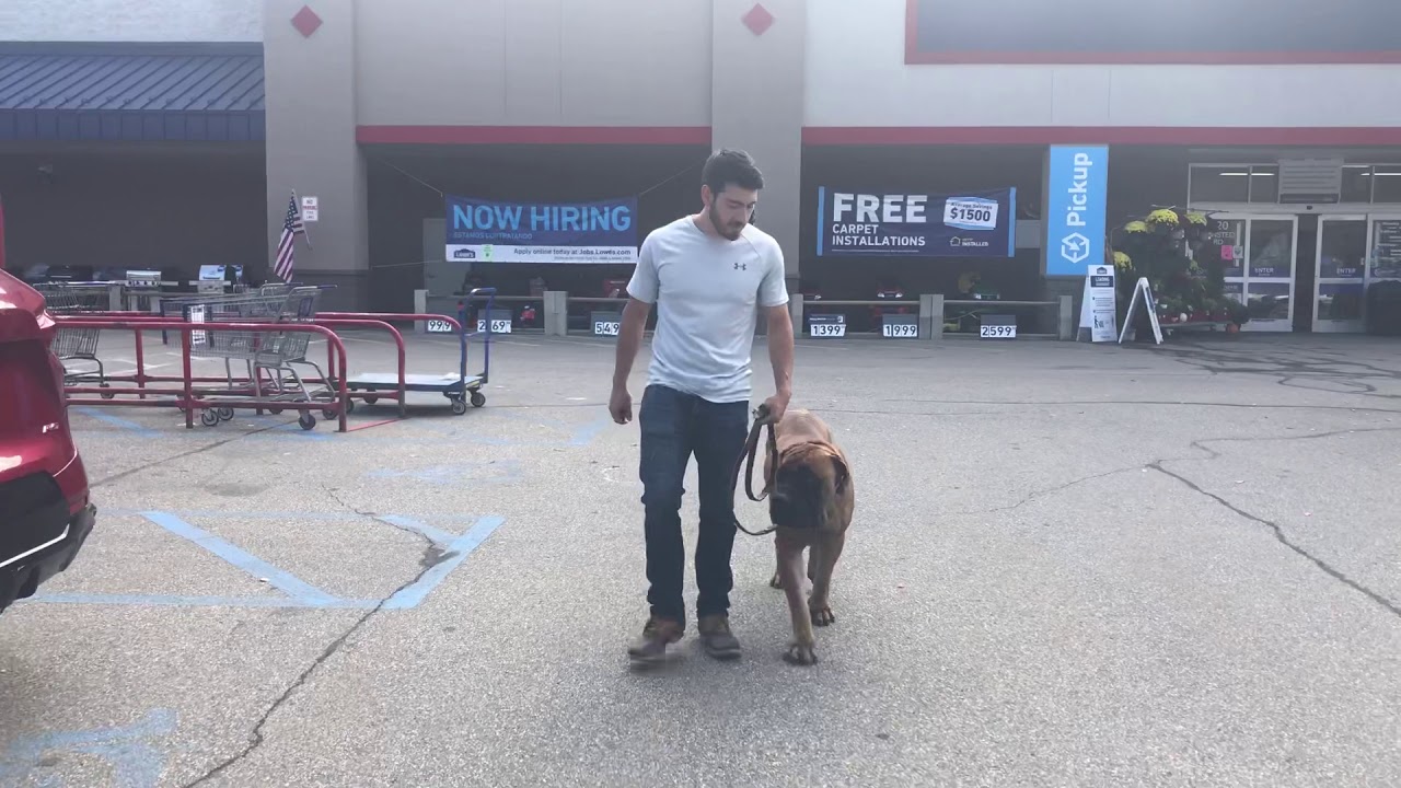 Jackson - 2 year old Boerboel training in public - K9one Dog Training