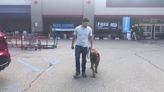 Jackson  2 year old Boerboel training in public  K9one Dog Training