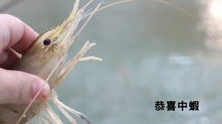 Full 『LOGA』如何穩中蝦？耐心等待就對了 shrimp fishing エビ釣り Guide