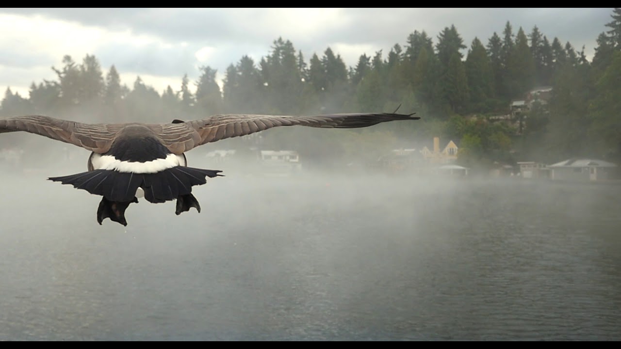 Kyle The Goose Flys his New Axis A20 YouTube