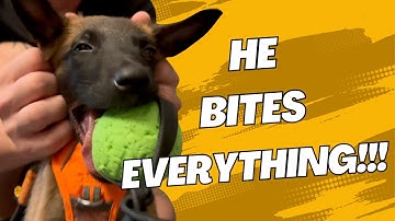How I Finally Stopped My Malinois Puppy from Biting Me