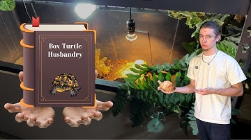 Box Turtle Care Guide - Care + Tips