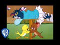 Tom y Jerry en Latino | ¡P-p-p-pájaros! | WB Kids