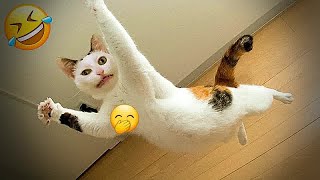 Cute animal Videos That You Just Can't Miss😸🐶part 10 by AAZ Pets 277 views 1 month ago 31 minutes