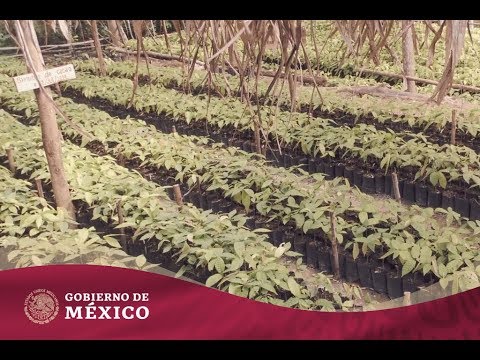 Sembrando Vida, el programa de restauración productiva más grande del mundo | Gobierno de México amlodipine dose