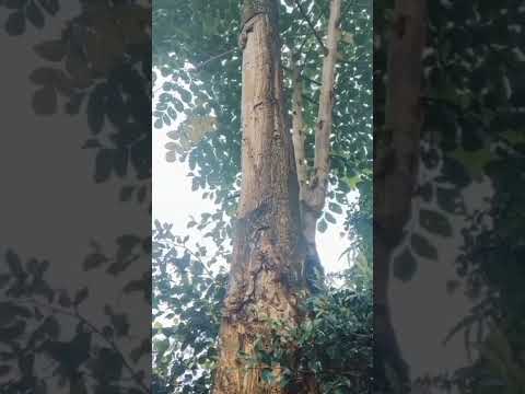 Video: Vỏ cây có tốn tiền không?