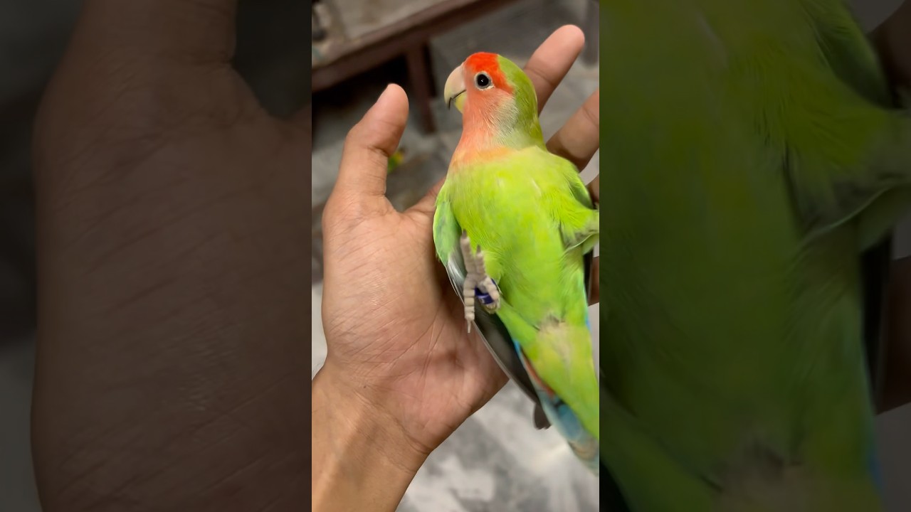 Mini vlogs with birds 🦜 love birds baby 