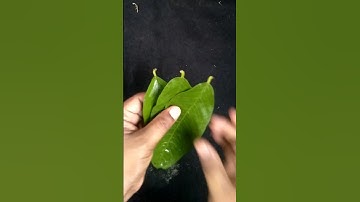 Grow guava tree from guava leaves #shorts #short #guava