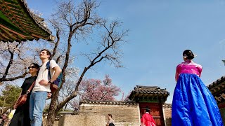 SEOUL KOREA 🌸창덕궁 홍매화와 벚꽃이 피면 누구든 영화 속 주인공이 된다! 봄의 시작💕