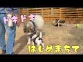 ちょっとドキドキ。末っ子まるちゃんの初めての大型犬デビューの日