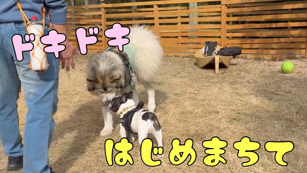 ちょっとドキドキ。末っ子まるちゃんの初めての大型犬デビューの日