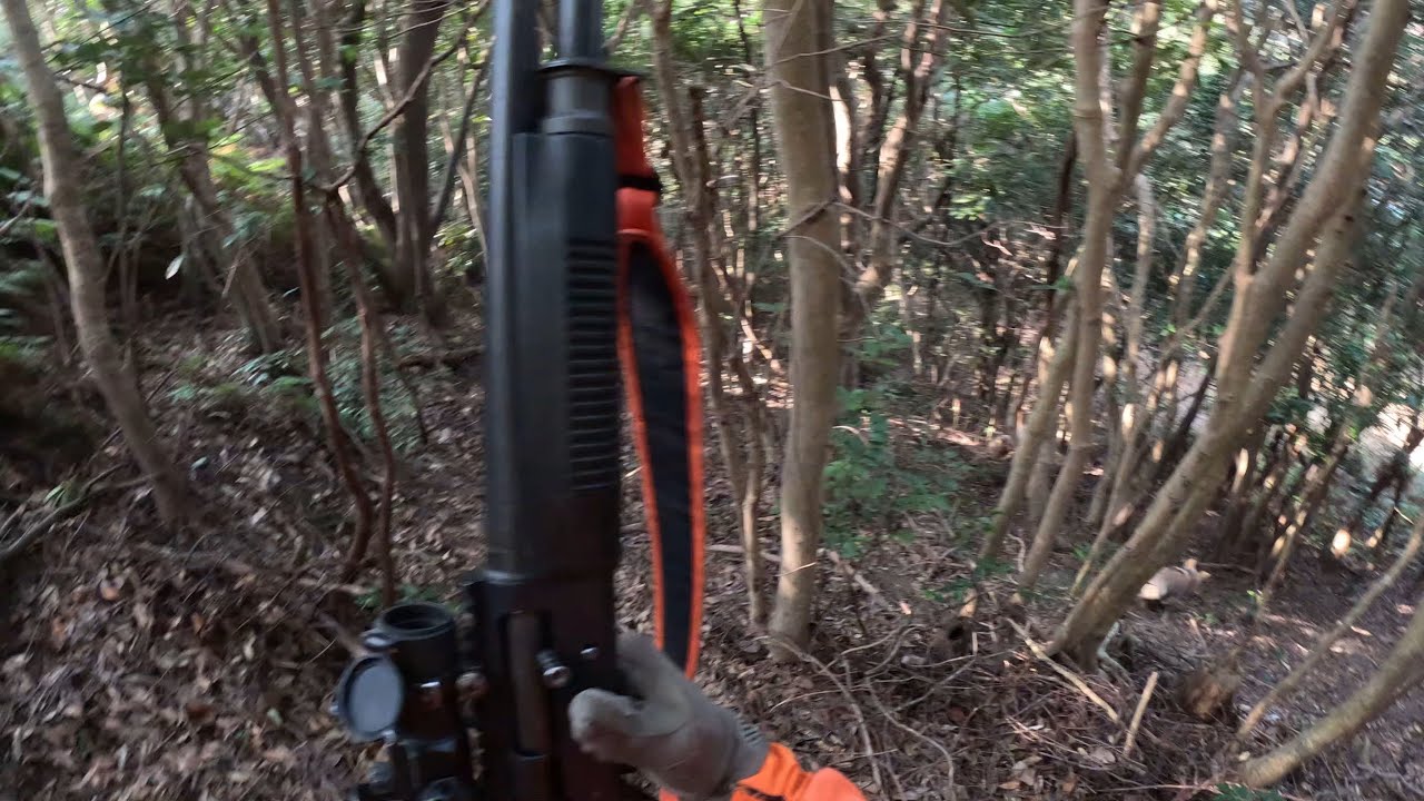 猟犬でイノシシ、シカ捕獲33（春になってきました）