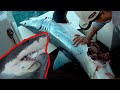 IFISH - MONSTER SHARK EATS SHARK (When shark fishing goes wrong!)