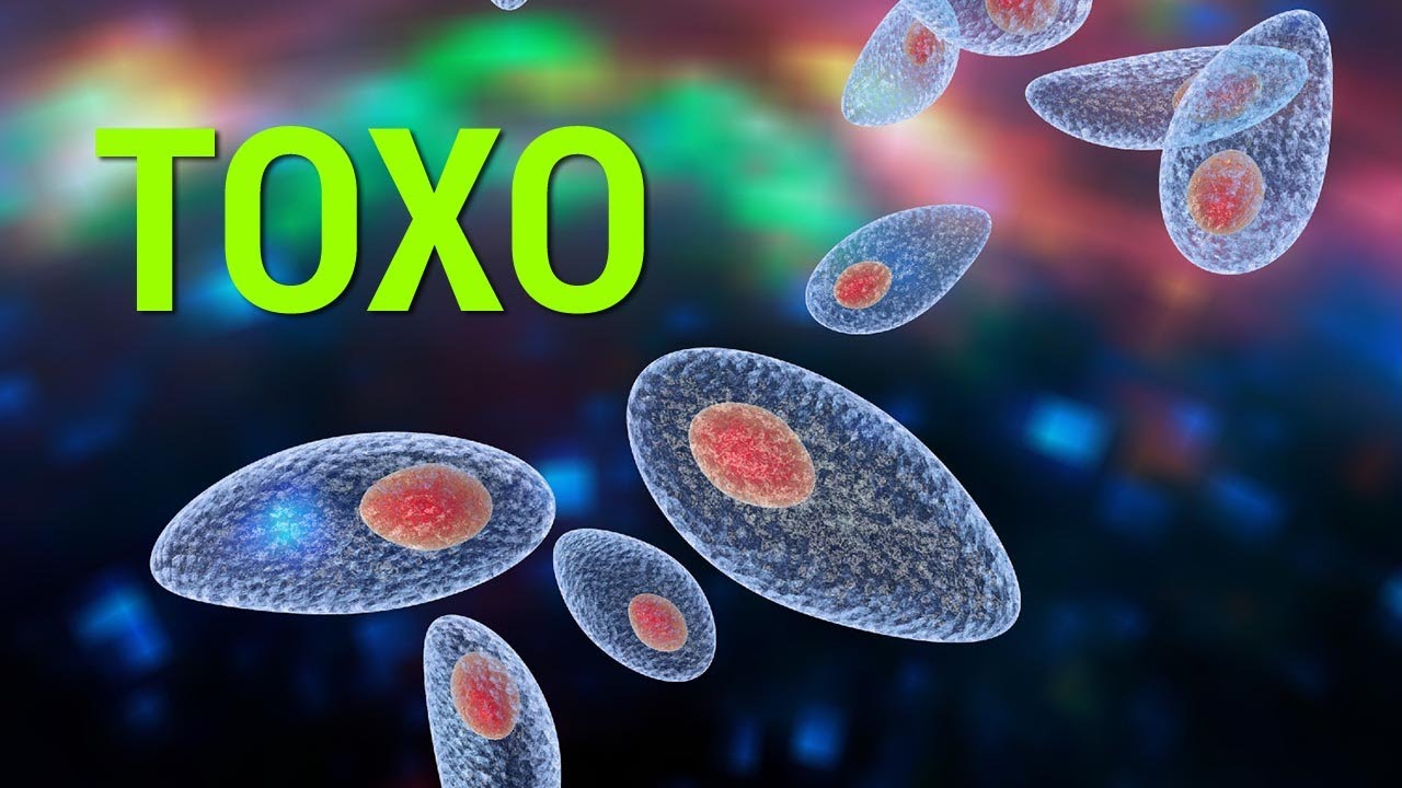La TOXOPLASMOSI (Parte 1 e 2) Bicarbonato e Amuchina sono efficaci?