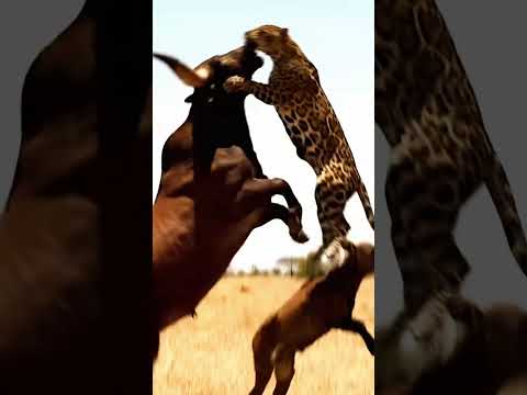 Ankole Watusi Cow Saves Her Calf From Jaguar Attack 