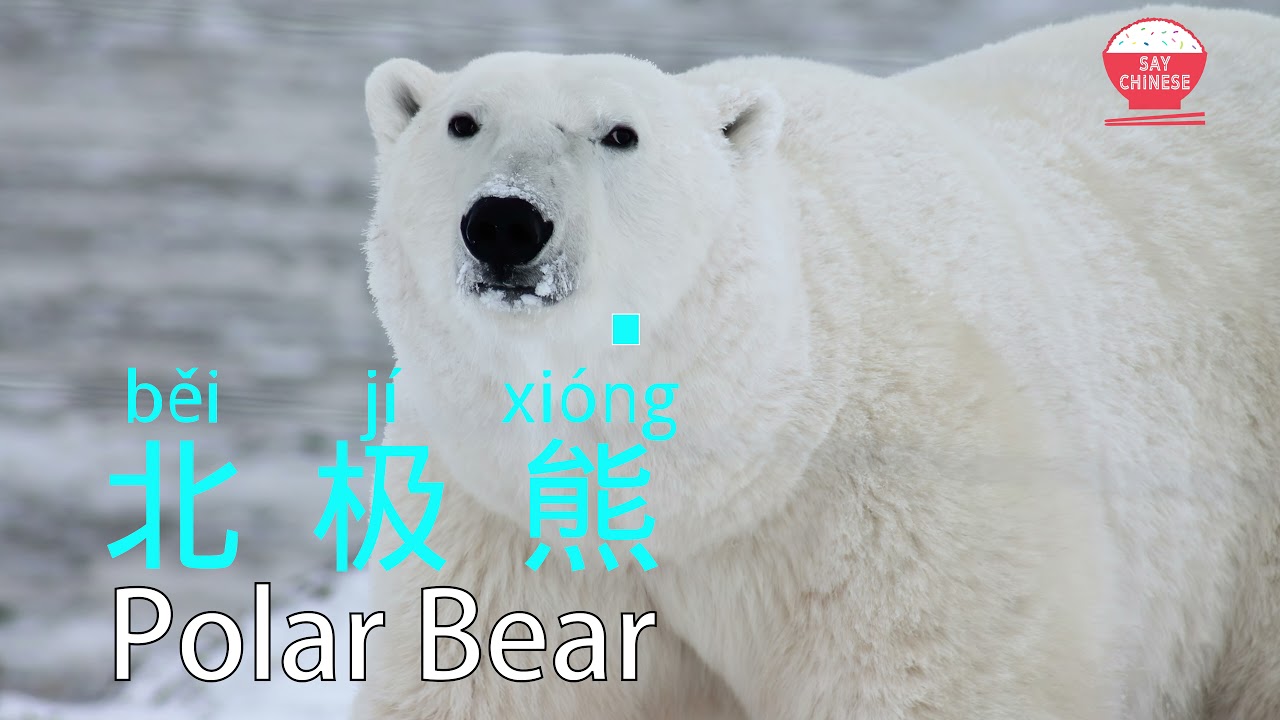How To Say Polar Bear In Chinese Bei Ji Xiong Say Chinese Real How To Say Polar Bear In Chinese Bei Ji Xiong Say Chinese Real