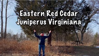 Eastern Red Cedar: Juniperus Virginiana