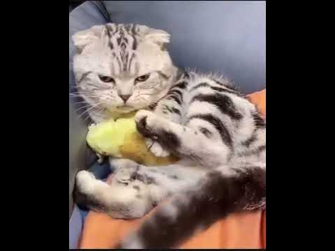 Мясо давай ! - YouTube