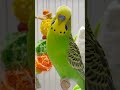 Beautiful budgie sound/subscribe/beautiful/ parrot/nice/☺️