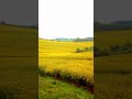 Rapeseed flower field #autumn #season of harvest