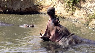 Safari Day 2: A Hippo Fight, Lions, and Monkeys