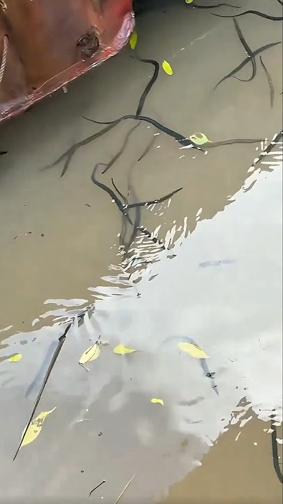 Residents were shocked by the appearance of this strange fish