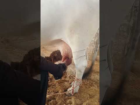 مشهد فريد من قدرة الله ح م ل يرضع الحليب من بقرة لحظة لا ت صد ق