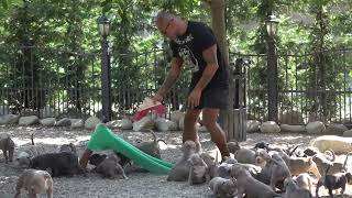 THE BEST KENNEL AMERICAN BULLY POCKET IN THE WORLD.PUPPIES AMERICAN BULLY FOR SALE BIGDOGS ROMANIA