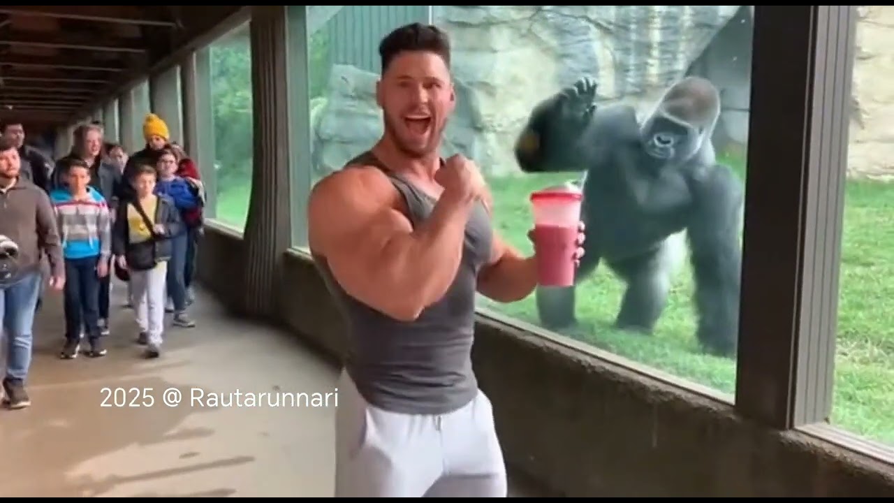 Bodybuilding Man vs. Gorilla 