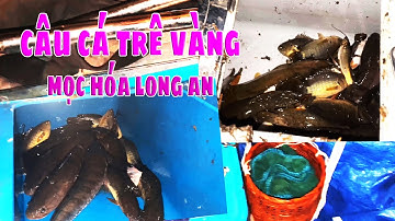 Câu cá long an - cá lóc cá trê vàng anh em Đông thạnh, Hóc Môn #80