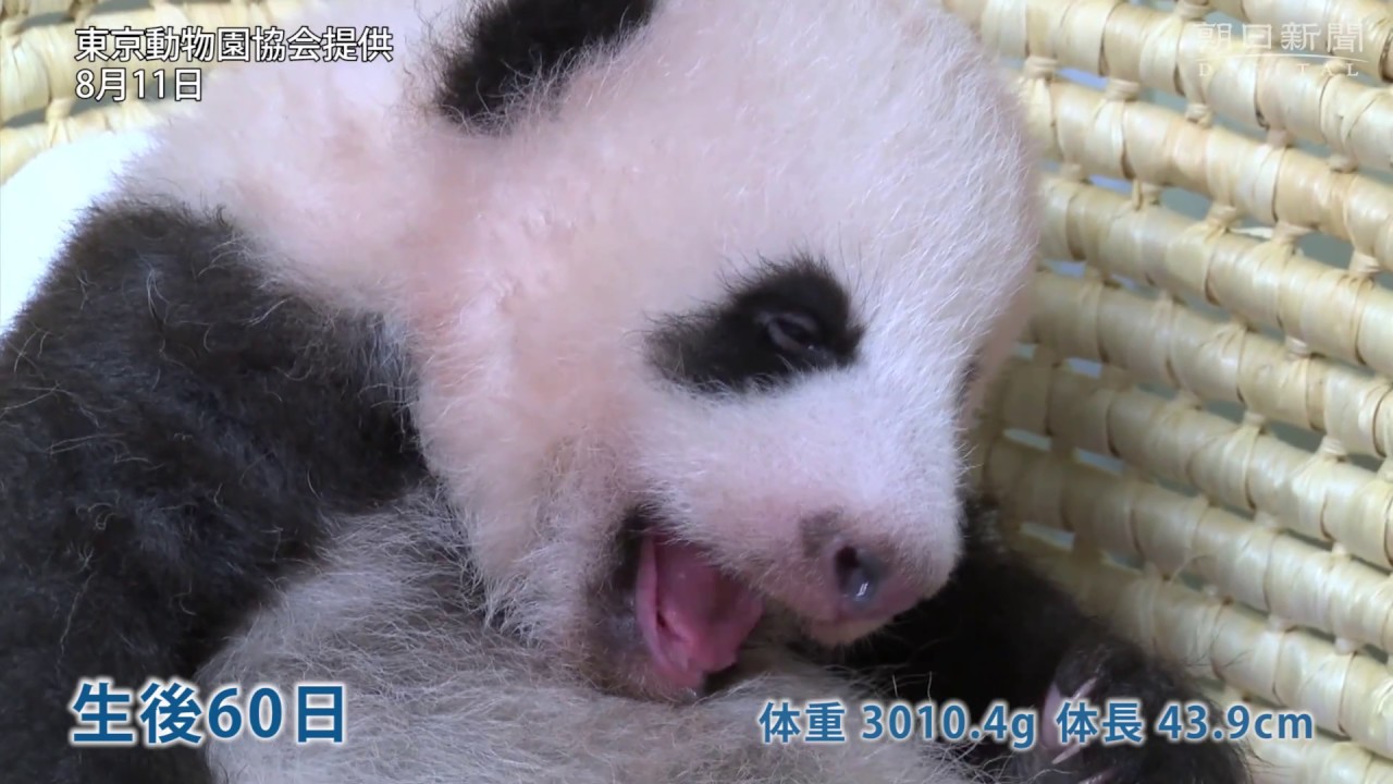 上野の赤ちゃんパンダ、すくすく育って5キロ超 - YouTube