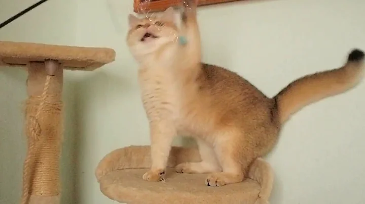 Video 695771: british shorthair golden female