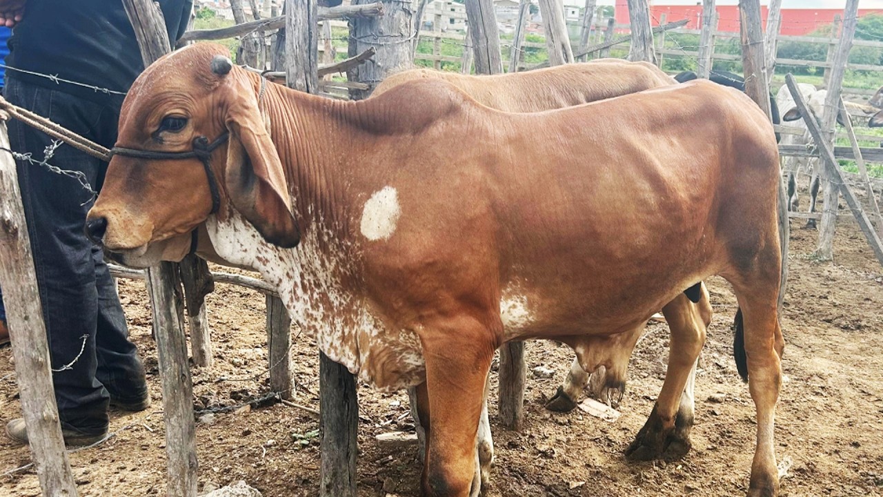 FEIRA DE GADO EM BELO JARDIM-PE   02-03-2026 #nordeste