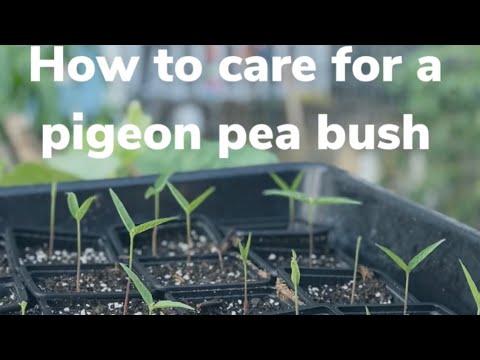 Video: Verzorging van Pigeon Peas - Lees meer over de groeiomstandigheden van Pigeon Peas