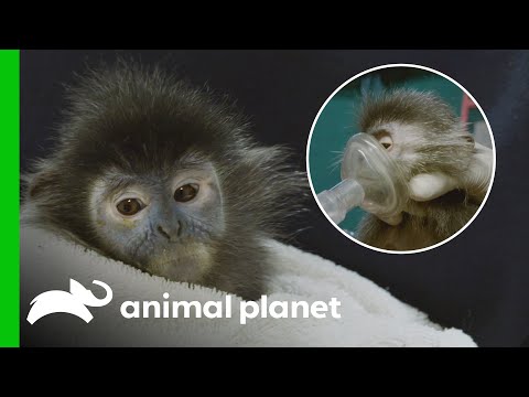 The Team Nurses a Young Silver Langur Back to Health | The Zoo