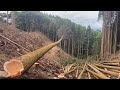 伐採#林業 #forestry #deforestation #自然 #deforestation #work