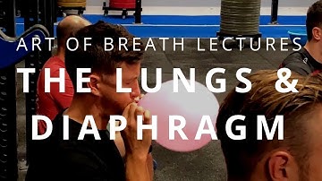 Art of Breath Lectures | The Lungs & Diaphragm [Extract From MECHANICS Lecture]