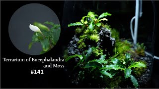 How to make a terrarium with Bucephalandra and moss